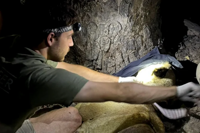 Co-op brings student up close and personal with a lioness