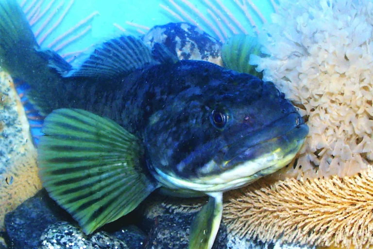Warming Antarctic waters come with a cost for the normally ‘robust’ rockcod