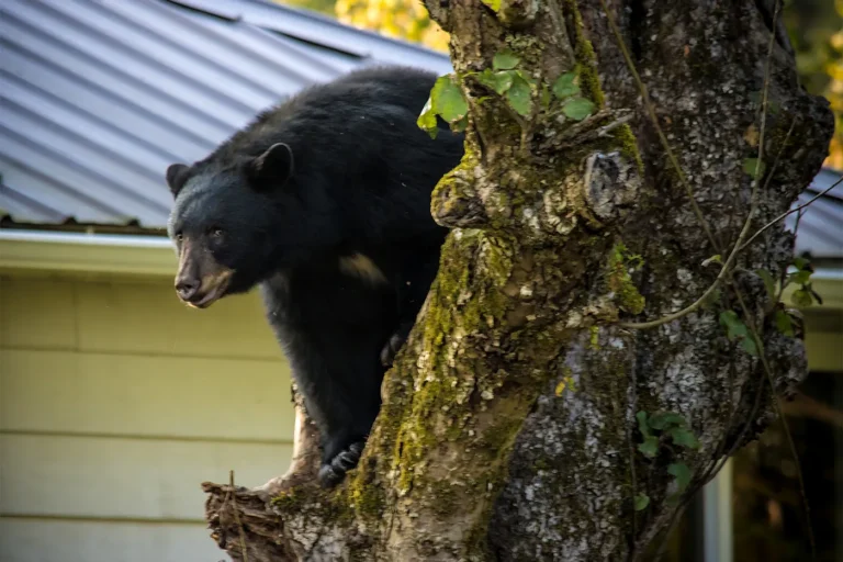 Spotted a bear lately? You’re not alone — why sightings are on the rise