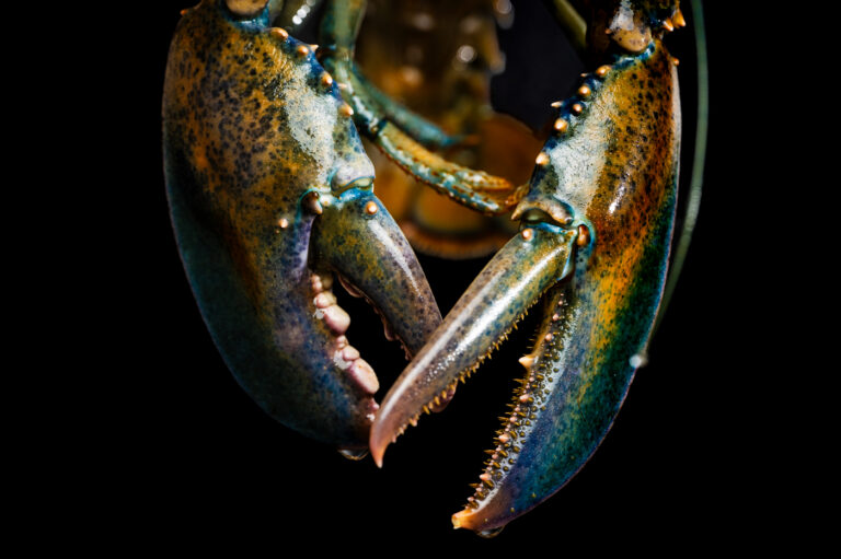 Northeastern’s Marine Science Center is the go-to place for lobster captains and fishmongers with rare colorful lobsters