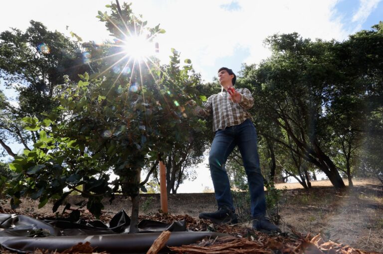 This project aims to rescue Oakland’s namesake tree species