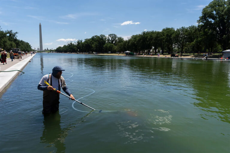 Reflections on algae in the Lincoln Memorial Pool (and elsewhere)
