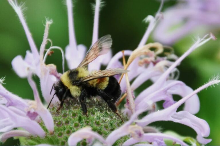 Bees by the book. Can municipalities save the pollinators?