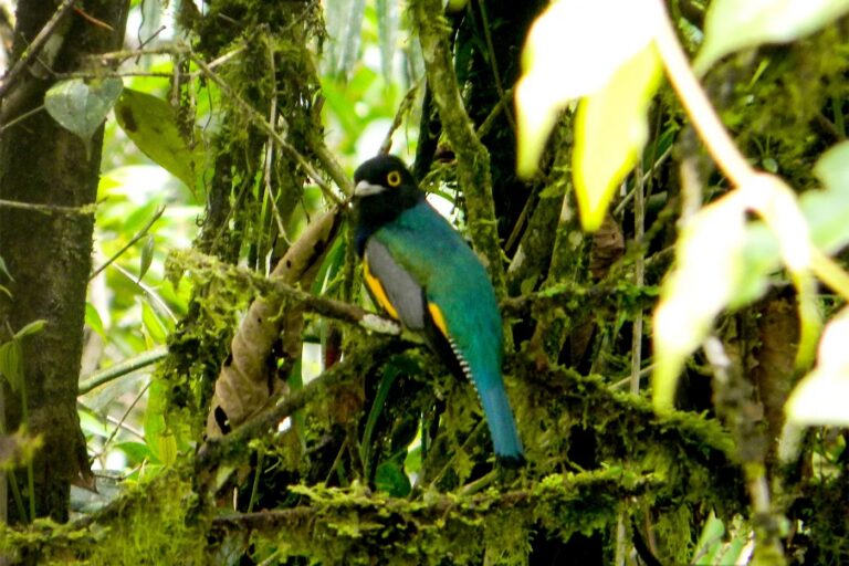 Birds in an Ecuadorian cloud forest